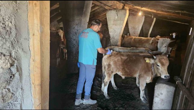 Ağrı'da SAT-1 aşılama çalışmaları aralıksız sürüyor