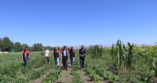 Ağrı'da hibeli sebze fidesi desteği denetimleri sürüyor