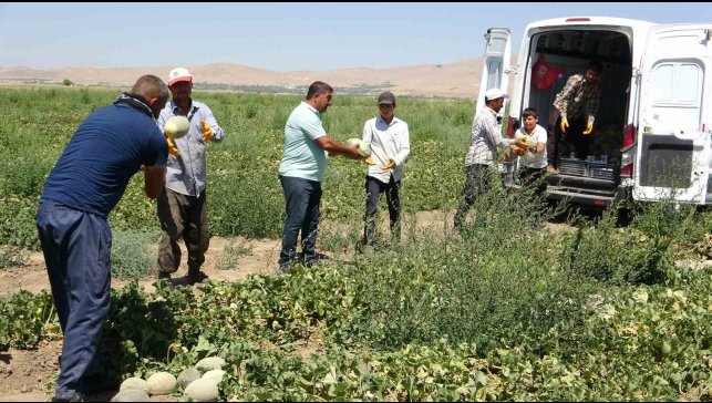 Sıhke kavununun hasadına başlandı