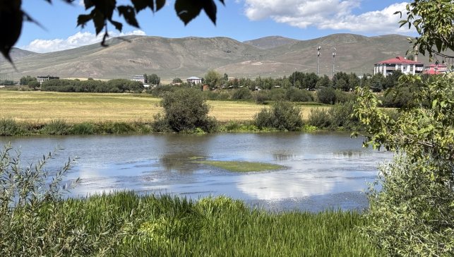 Sıcakların etkili olduğu Ardahan'da su debisi düşen Kura Nehri'ni yosun kapladı