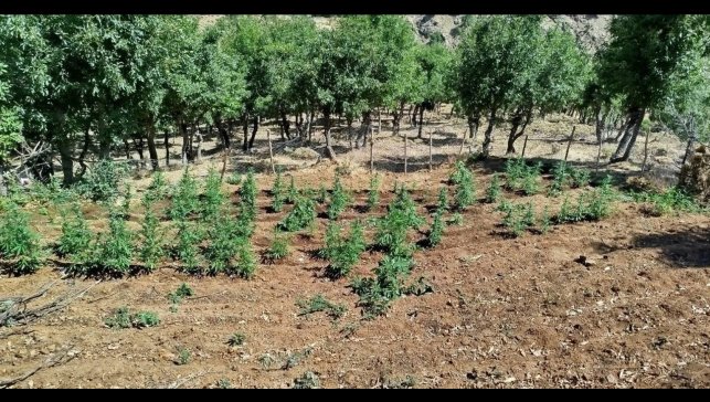 Bingöl'de 8 bin kök kenevir bitkisi ele geçirildi