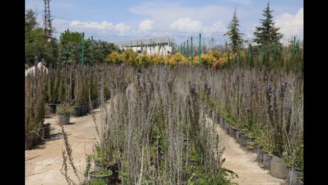 Battalgazi'de 210 bin fidan toprakla buluştu