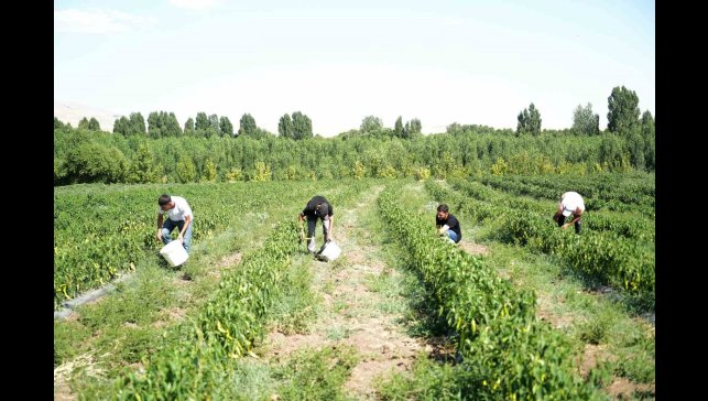 Muş'ta 40 derece sıcakta "kurutmalık sebze" mesaisi