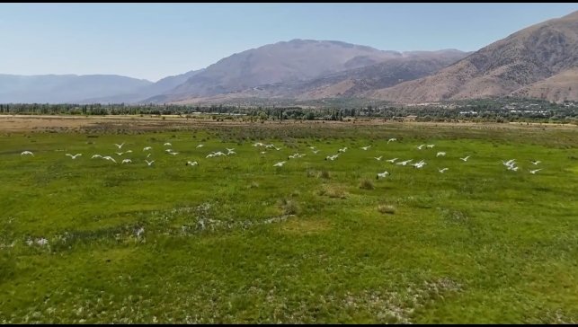 Afrika'dan göç eden leylek sürüsü Erzincan'da mola verdi