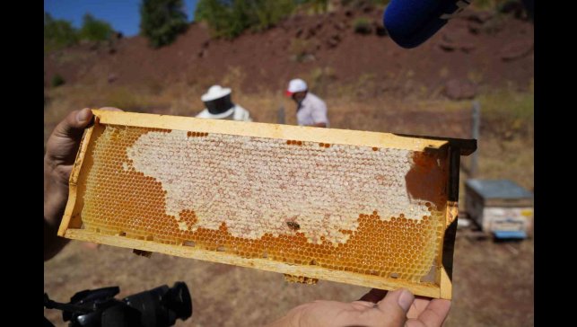 Erzincan'da kayıtlı arıcılık işletme sayısı bin 92