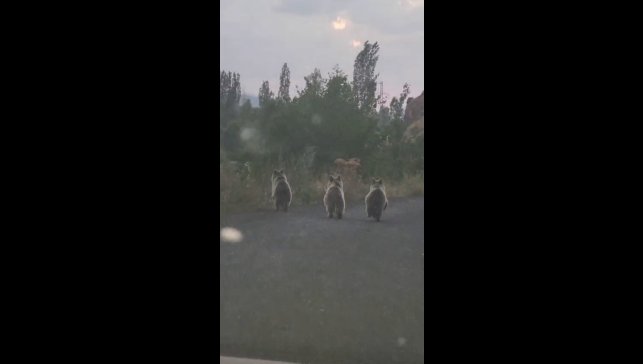 Yavru ayılar otomobile yol vermedi