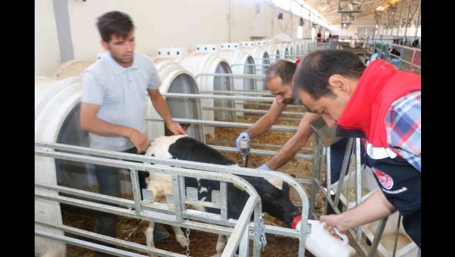 Erzincan il genelinde tüm hayvanlar şap hastalığına karşı aşılanıyor