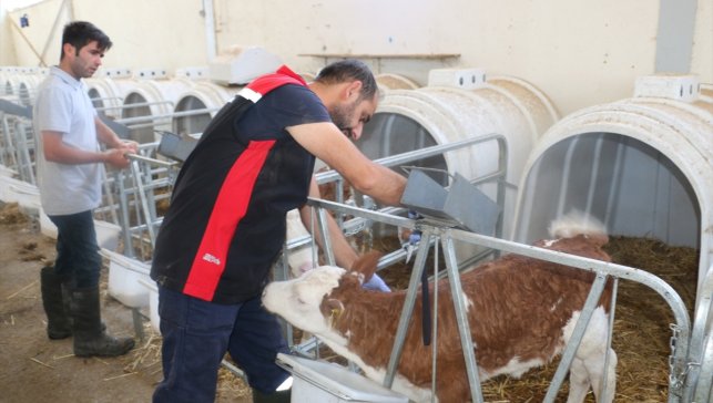 Erzincan'da şap hastalığını önlemek amacıyla yoğun aşı programı uygulanıyor