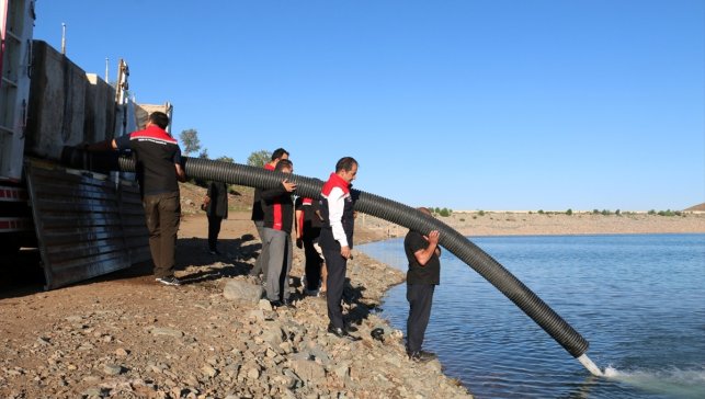 Erzincan'da gölet ve barajlara 200 bin sazan yavrusu bırakıldı