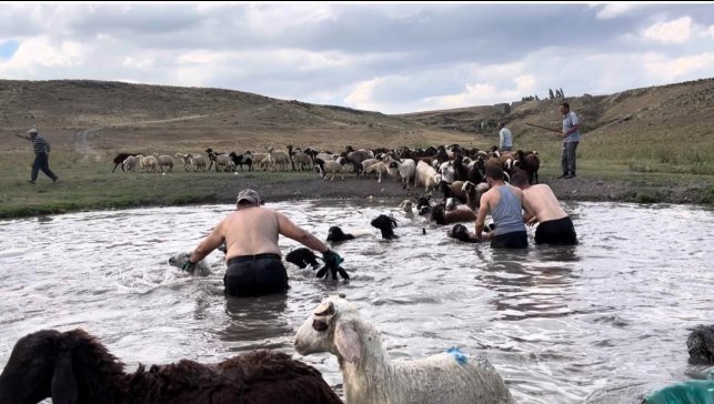 Kars'ta sıcakla mücadele: Sıcaktan etkilenen koyunları derede serinlettiler