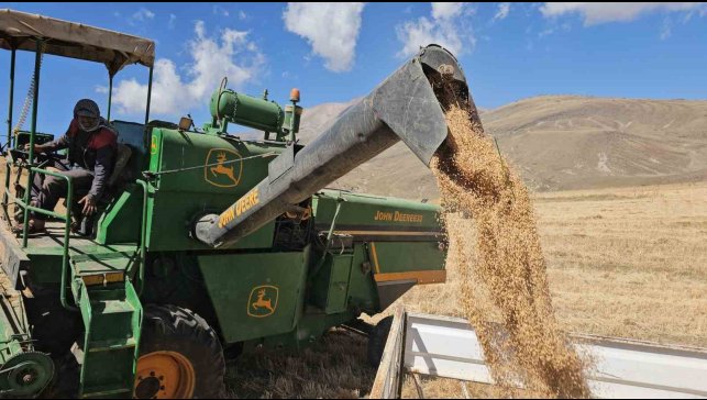 Adilcevaz Uzunsırt Yaylası'nda buğday hasadı yapıldı