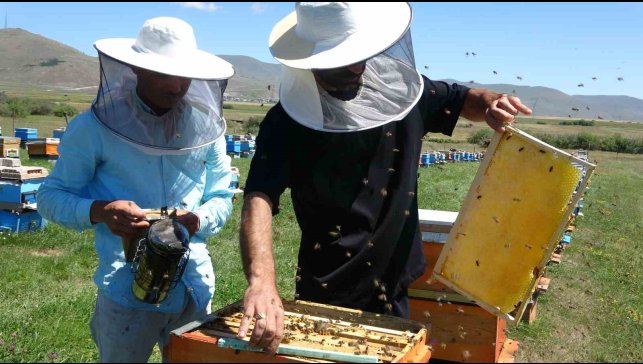 Coğrafi işaretli balın hasadı başladı; kilosu 1500 TL'den satılıyor