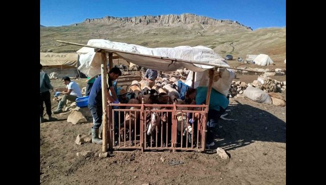 Erzincan'da yayladaki hayvanlara şap aşısı vuruldu