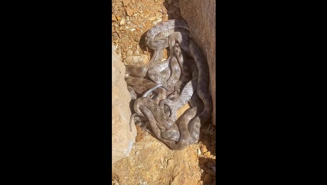 Tunceli'de yumak halinde görüntülenen yılanlar şaşırttı