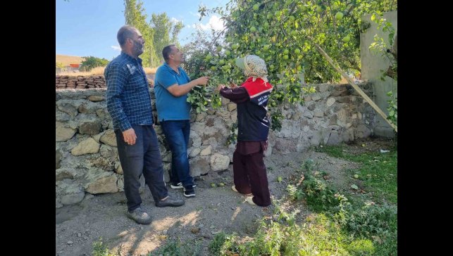 Kars'ta meyve ağaçları aşılanıyor