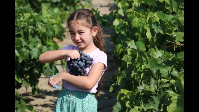 Tescilli Cimin üzümünde hasat zamanı