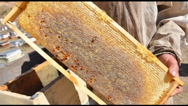 Tercan'da arıcıların bal hasadı