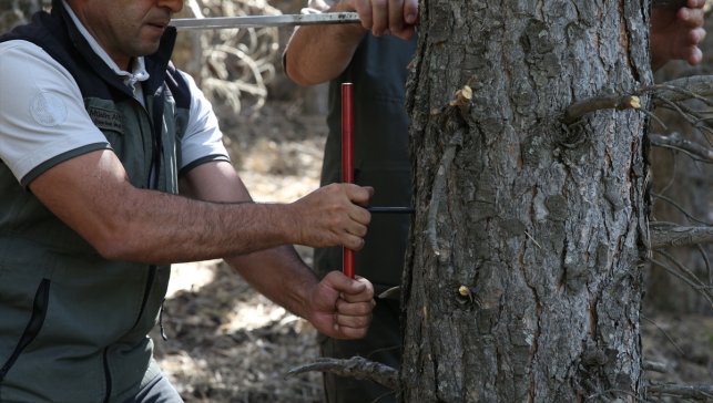 Erzurum ormanlarında yangın tedbirleri kapsamında seyreltme çalışmaları başlatıldı