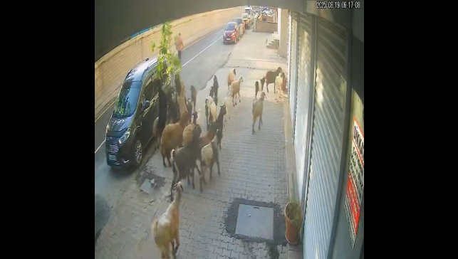 Tatvan'da keçinin inadı limon ağacını devirdi