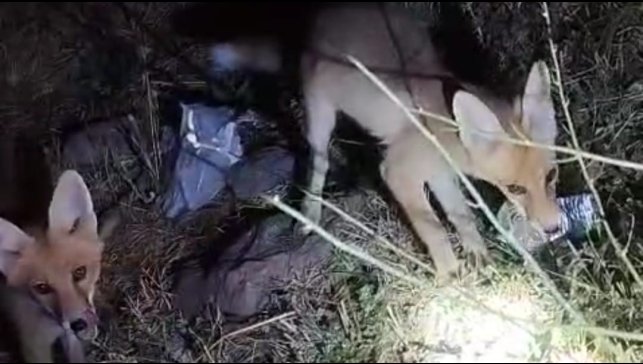 Tilki ile arıcının gülümseten anları: "Gel aşure yiyin gel"