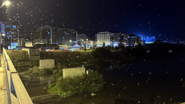 Ardahan'da sineklerin "ölüm dansı" başladı