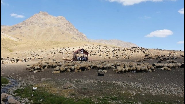 Hakkari'de Şap hastalığı karantinası sona erdi