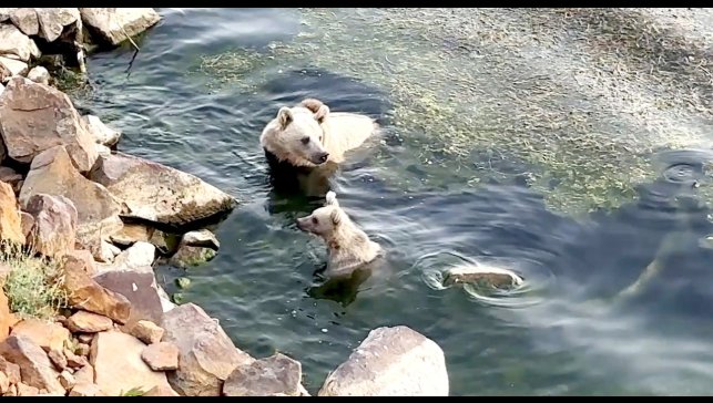 Sıcaktan bunalan ayılar kendilerini Nemrut'un serin sularına attı