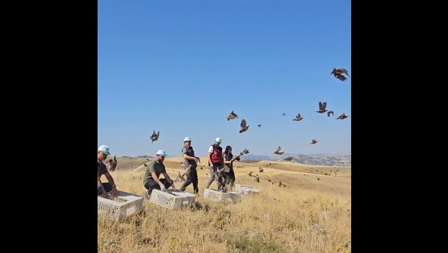 Tunceli'de doğaya 200 kınalı keklik salındı