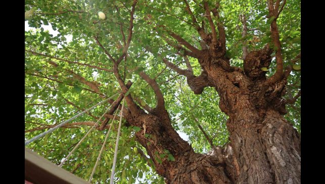Elazığ'da 500 yıllık dut ağacı, yıllara meydan okuyor