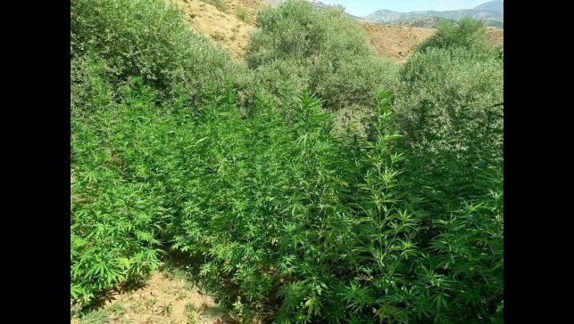 Bingöl'de uyuşturucuyla mücadele