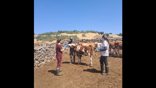 Elazığ büyükbaş hayvanlara yönelik aşılama çalışması