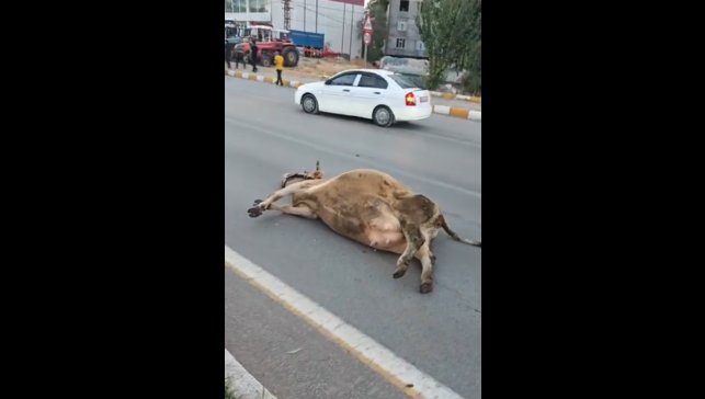 Muş'ta yola çıkan ineğe otomobil çarptı