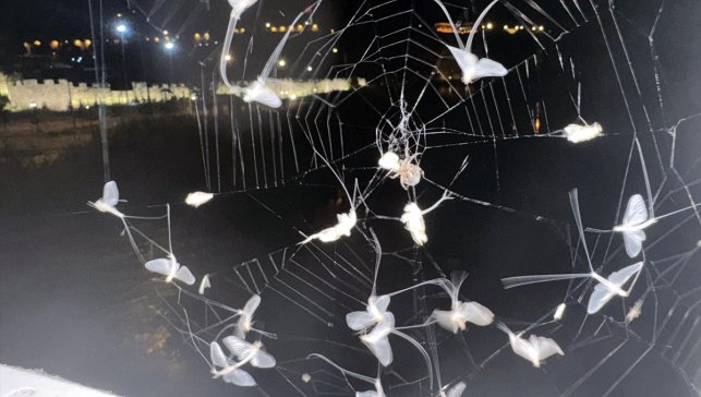 Ardahan'da avlanan bir örümcek görüntülendi