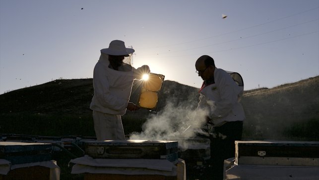 AB tescilli Bingöl balı ABD ve Orta Doğu'ya açılacak