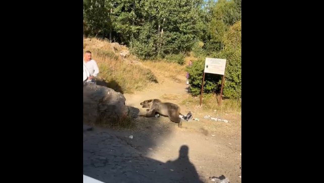 Kucağında bebekle ayı saldırısına uğradı