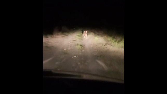 Iğdır'da köye inen ayıyı arabayla kovaladılar