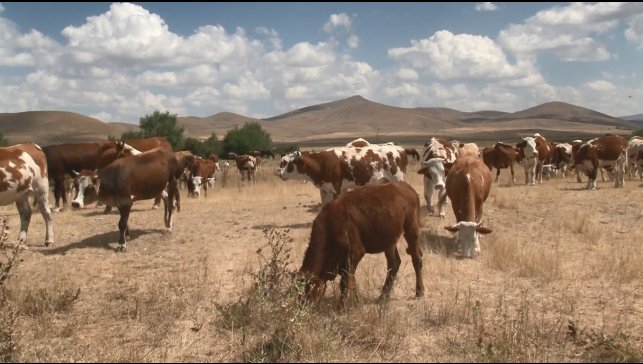 Kars'ta şap hastalığı geçti, hayvanlar yeniden meralara döndü