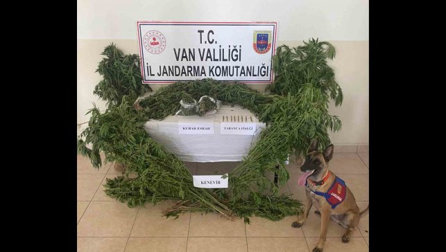 Evin çatısına kenevir ekti