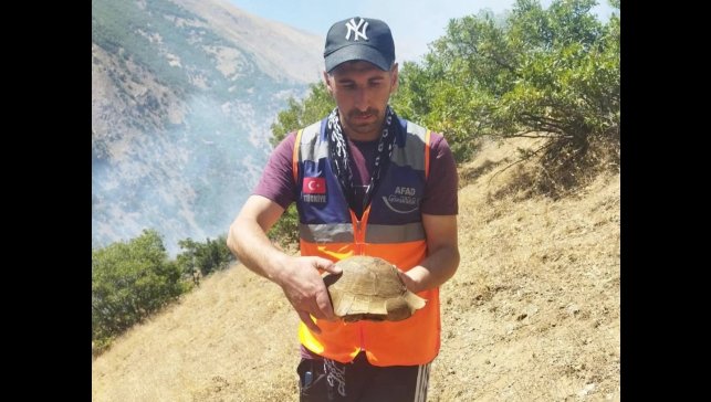 AFAD gönüllüsü yangın bölgesindeki kaplumbağayı kurtardı