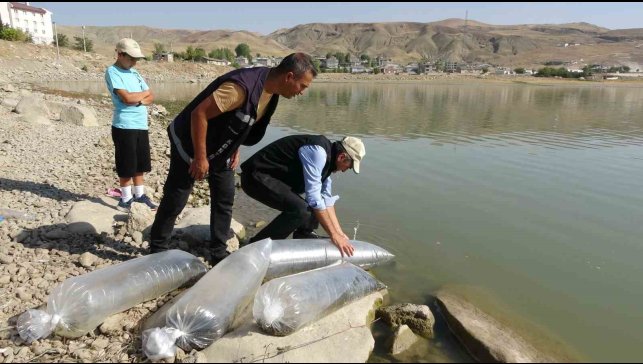 Van'daki göllere 450 bin yavru sazan bırakıldı
