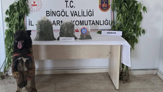 Bingöl'de 9 kilo 38 gram uyuşturucu ve 279 kök Hint keneviri ele geçirildi