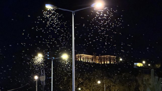 Ardahan'da sineklerin "ölüm dansı" sürüyor