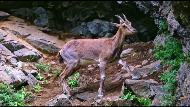 Erzincan'da yaban keçileri havadan görüntülendi