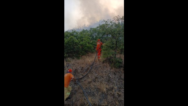 Bingöl'de çıkan orman yangını söndürüldü
