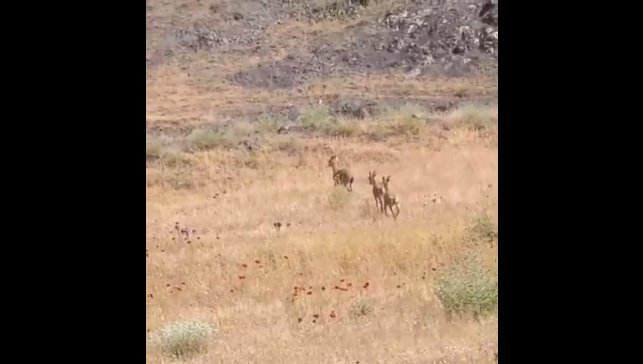 Elazığ'da dağ keçileri piknik alanlarına indi