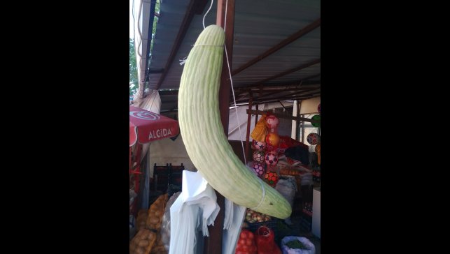 Elazığ'da dev acur hayrete düşürdü