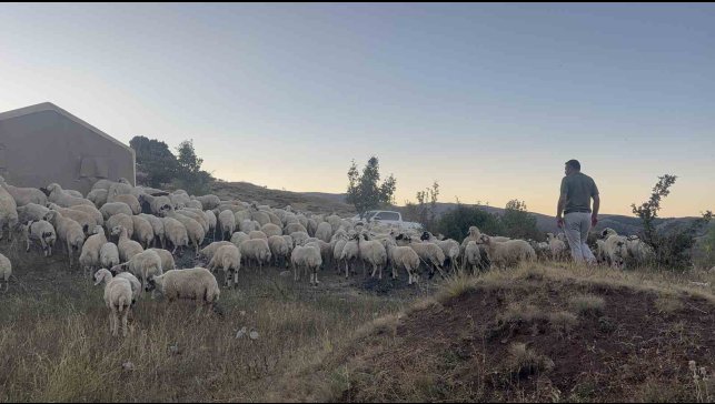 Erzincan'da koyun sürüsü ayı ve kurtların saldırısına uğradı