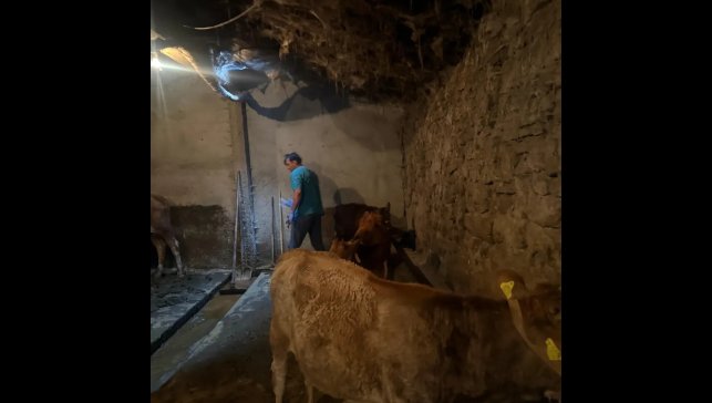 Diyadin'de şap hastalığına karşı aşı çalışmaları devam ediyor