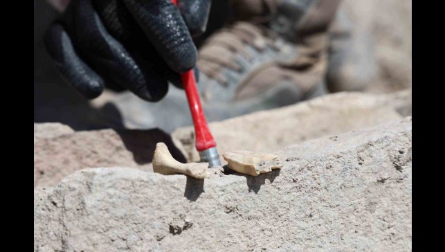 6 bin yıllık tapınaktan sonra Tadım Kalesi'nde insan ve hayvan kemikleri ortaya çıktı