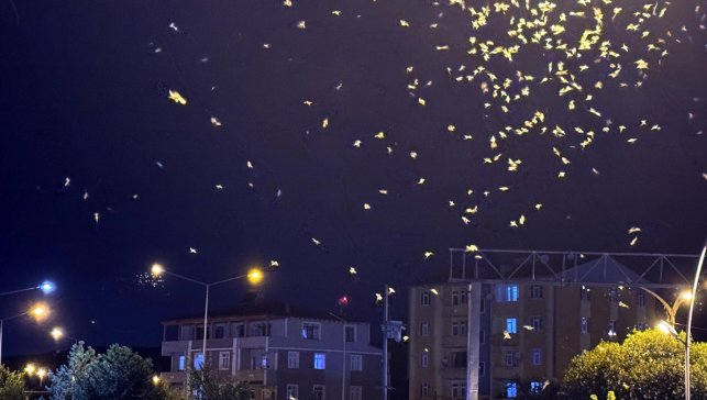 Ardahan'da sineklerin "ölüm dansı" sona erdi